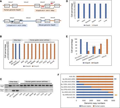 A new intronic quantitative PCR method led to the discovery of transformation from human ascites to murine malignancy in a mouse model